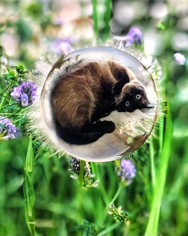 Kitty Dream by Alleesha Del Macdonald